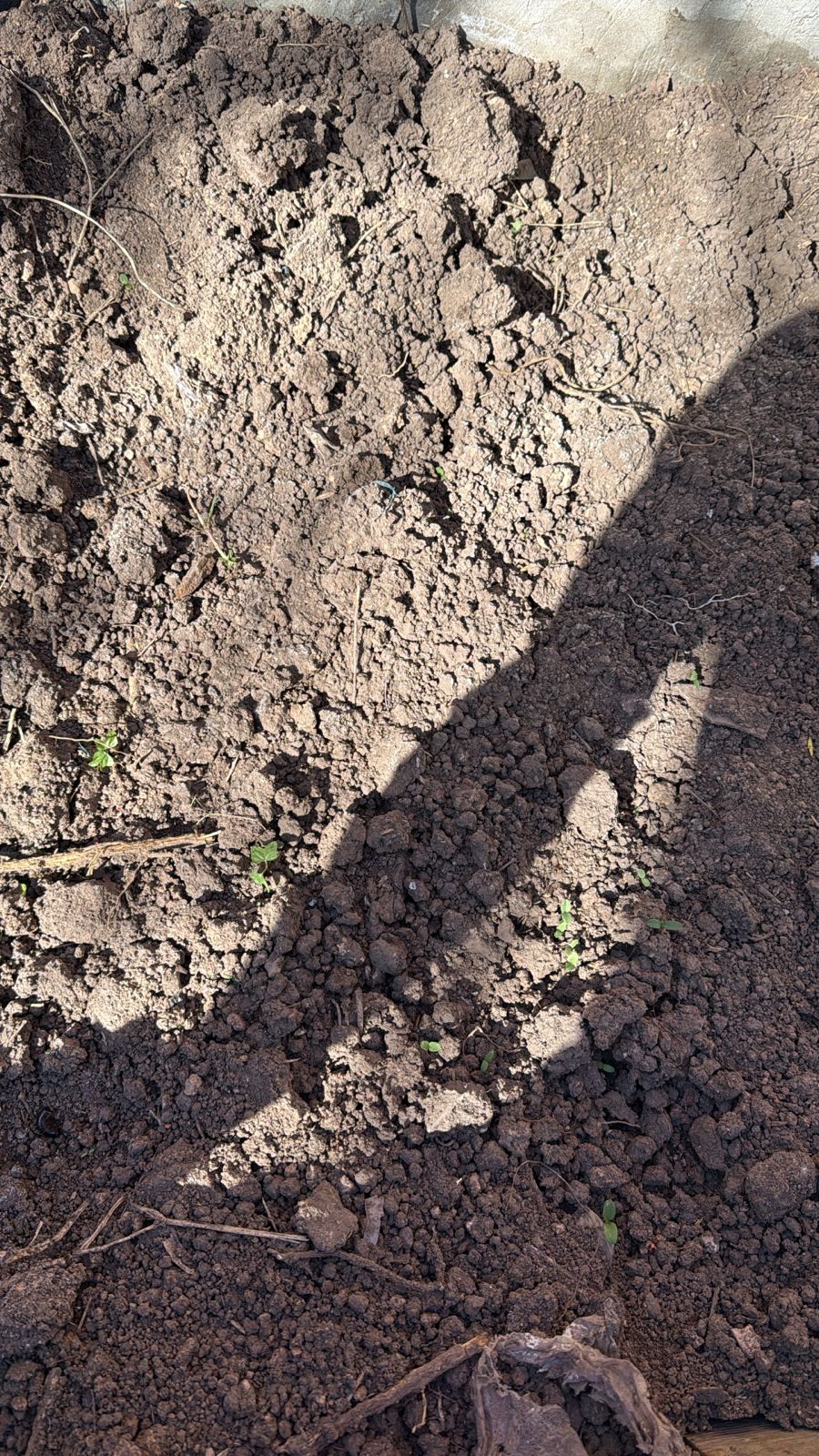 Primeros brotes de la huerta